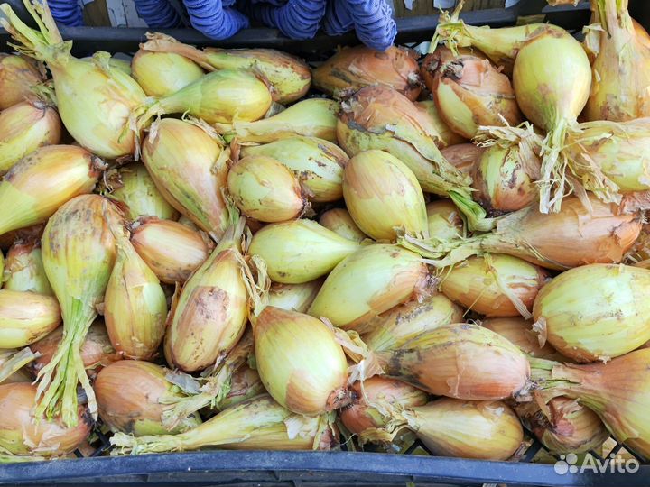 Лук семейный на посадку