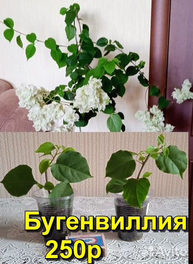 Комнатные цветы