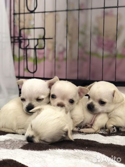 Щенки Чихуахуа