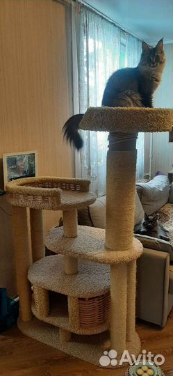 Когтеточка с домиком