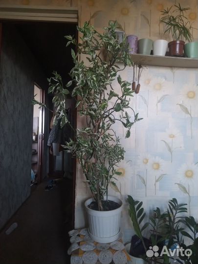 Комнатные растения