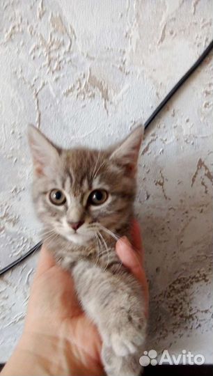 Британские котята
