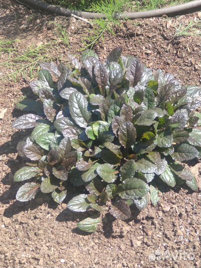 Живучка Блэк скалоп