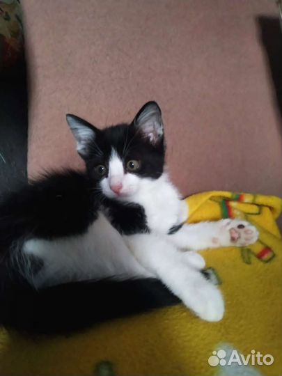 Котенок девочка в добрые ручки