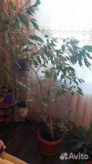 Фикус бенджамина