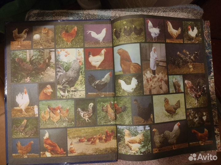 Книга Природы Кур Н.Горбачева новая