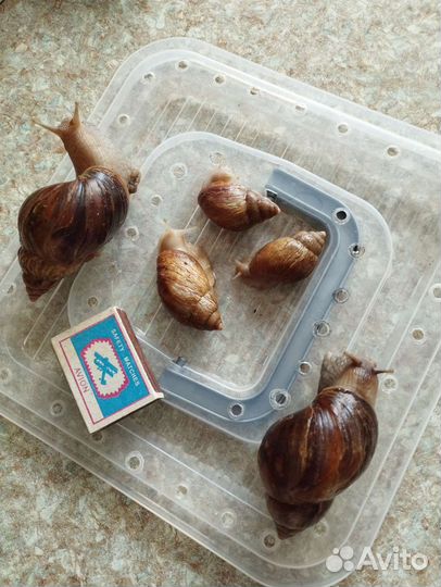 Улитки ахатины