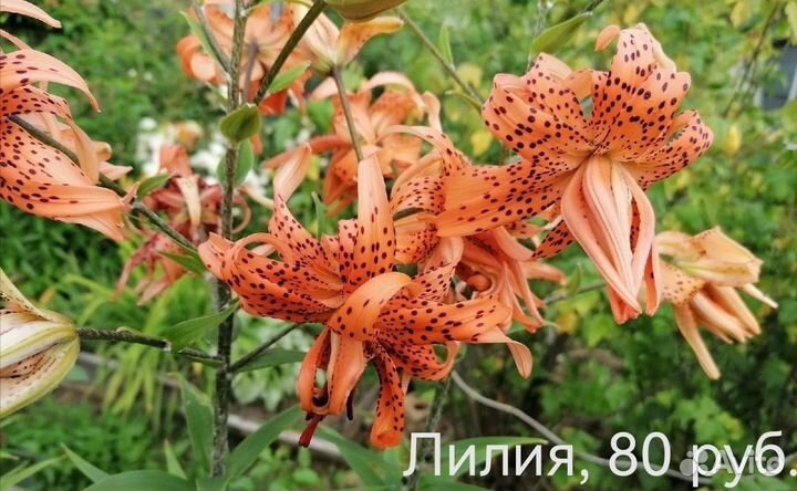 Продам многолетние растения из сада