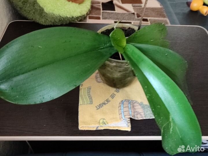 Орхидея фаленопсис