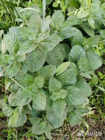 Мята мелисса