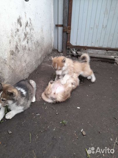 Щенки хаски