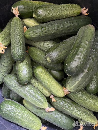 Продам помидоры и огурцы