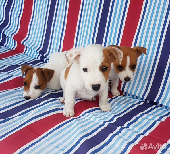 Собаки щенки
