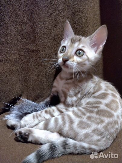 Бенгальская