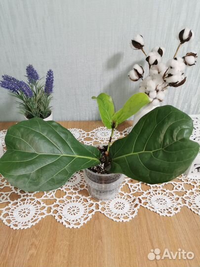 Фикус лирата колумнарис