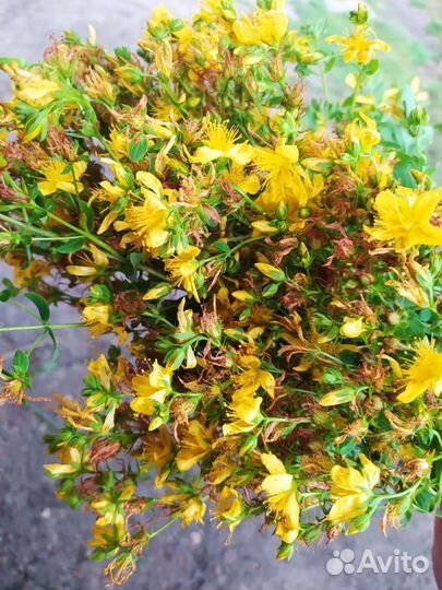 Корень одуванчика, зверобой, хрен