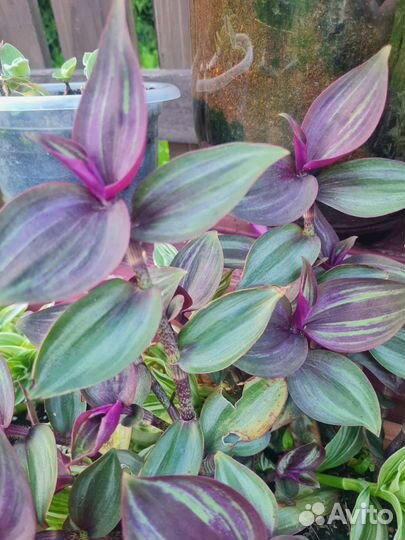 Зебрина Evanesce редкий сорт