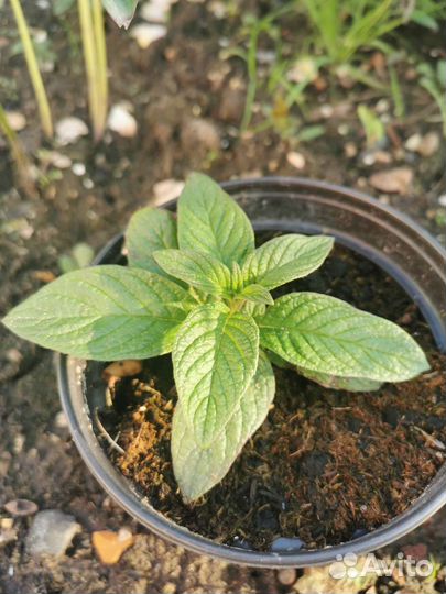 Гелиотроп Марина