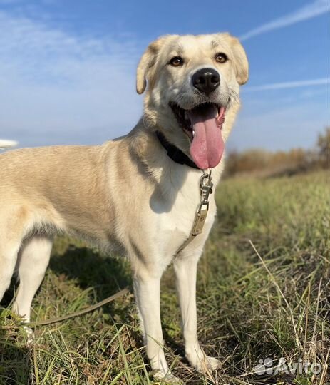 Собака в добрые руки