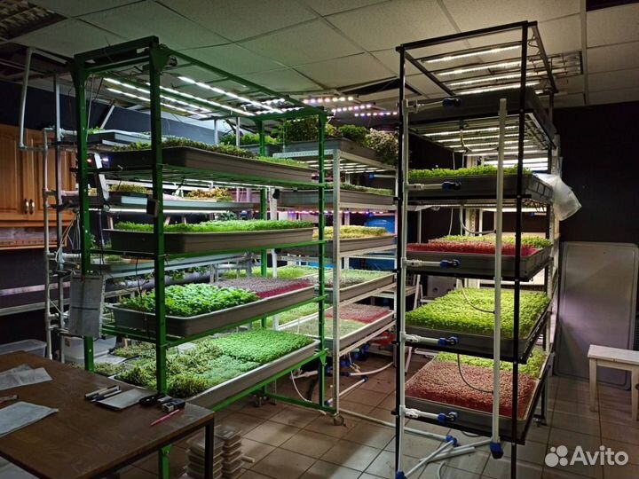 Микрозелень, бизнес, обучение, ситиферма