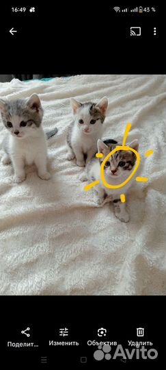 Продам котят