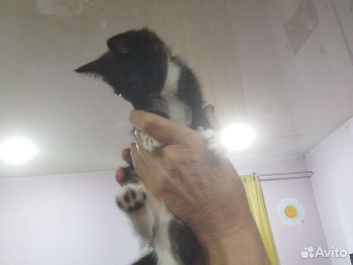 Котята мальчик и девочка (1,5 месяца)