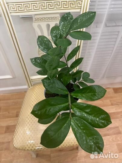 Замиокулькас комнатное растение
