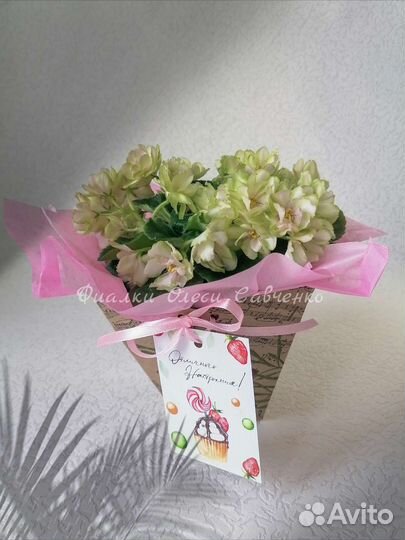 Цветы фиалки сортовые цветущие