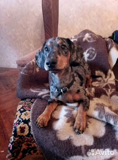 Такса вязка