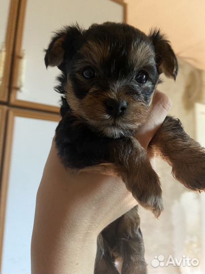 Йоркширский терьер