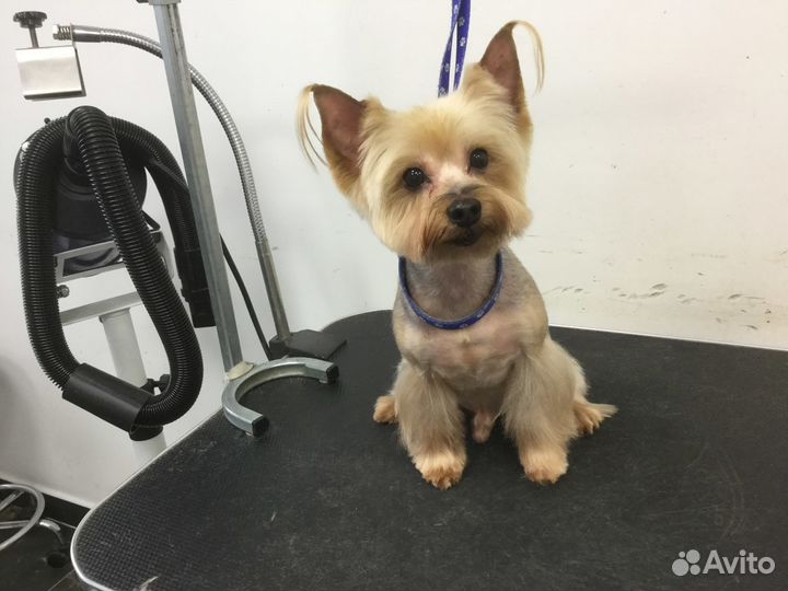 Стрижка собак