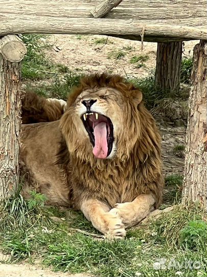 Сафари тур по абхазии С посещением парка львов