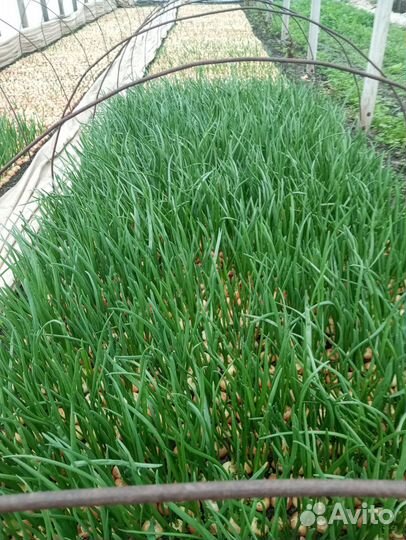 Зелень лука