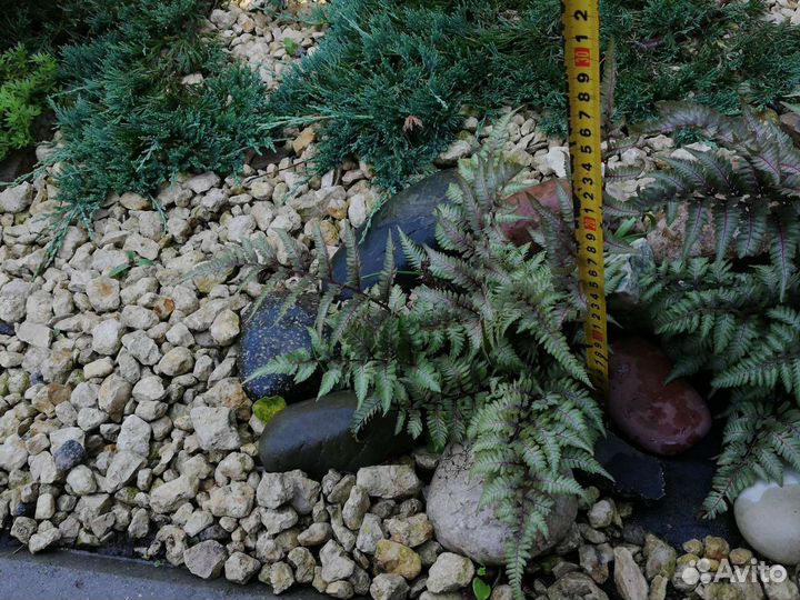 Папоротник серебристый Ред Бьюти