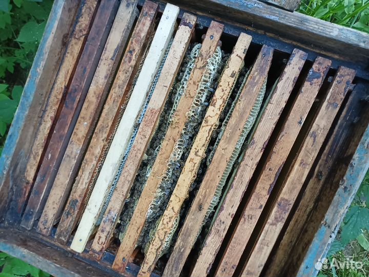 Пчелосемьи