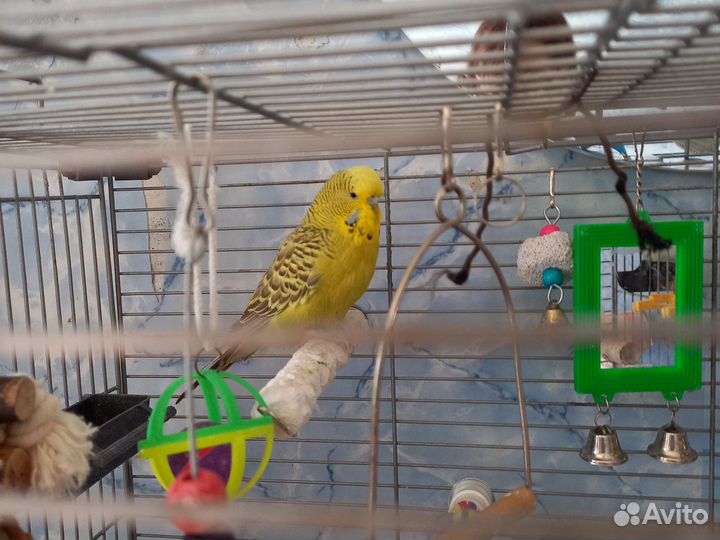 Волнистый попугай получех