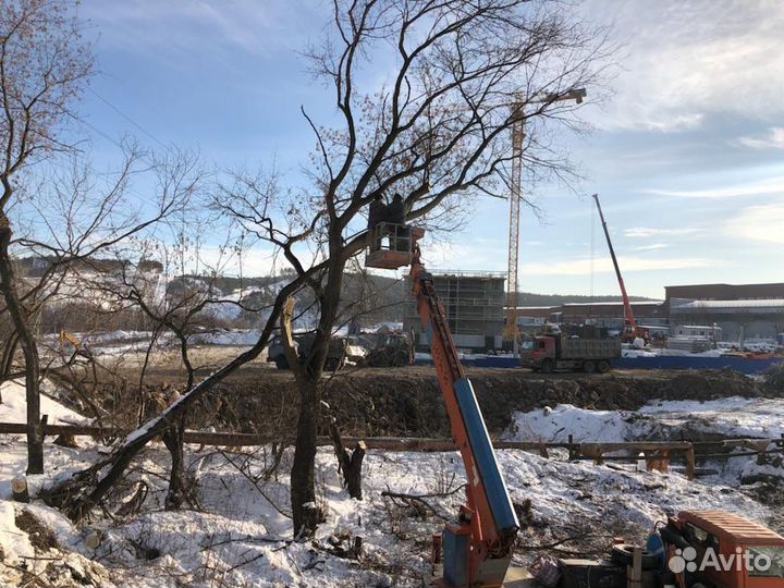 Спил деревьев