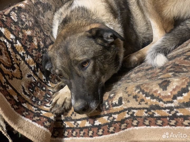 Собака с грустными глазами