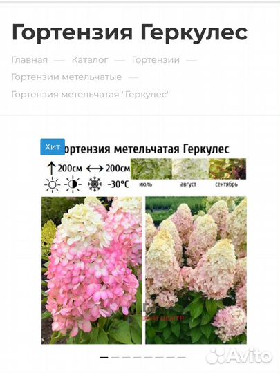 Гортензии метельчатые