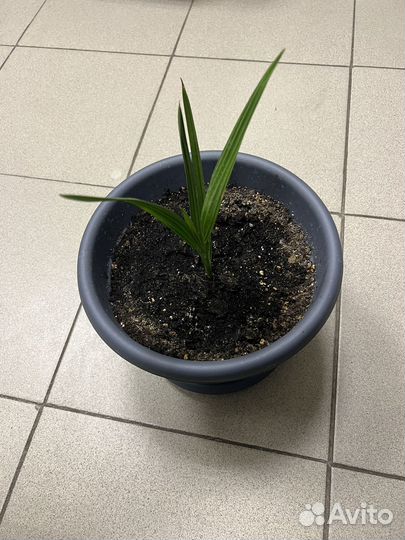 Финиковое дерево