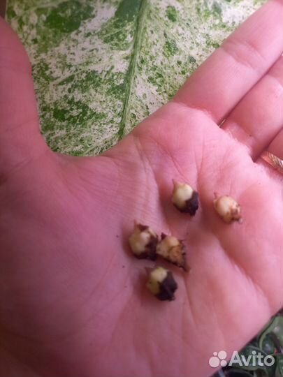 Клубни Алоказии Одора батик