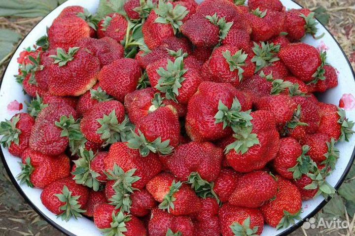 Рассада клубники