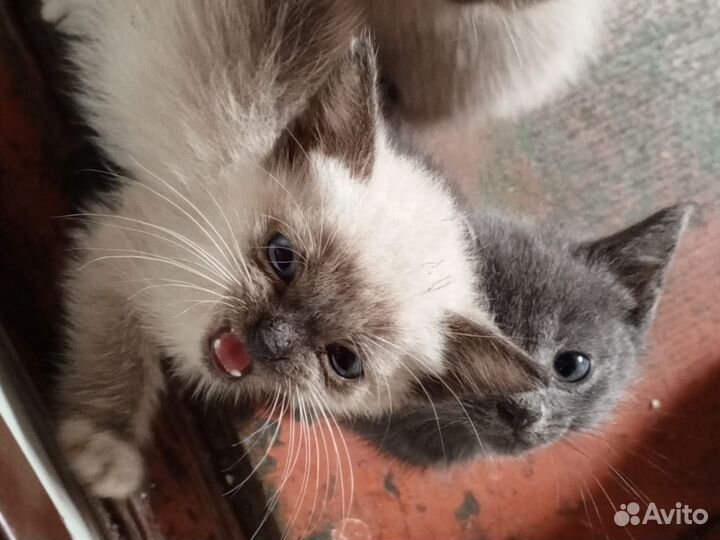 Котята в добрые руки бесплатно