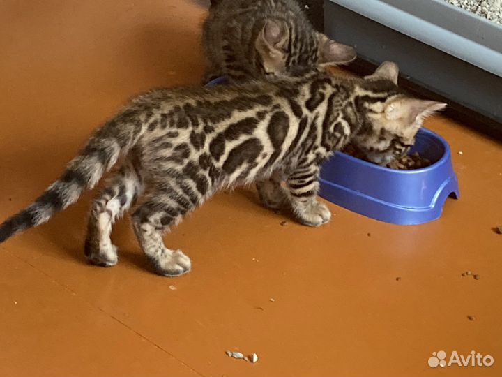 Бенгальские котята