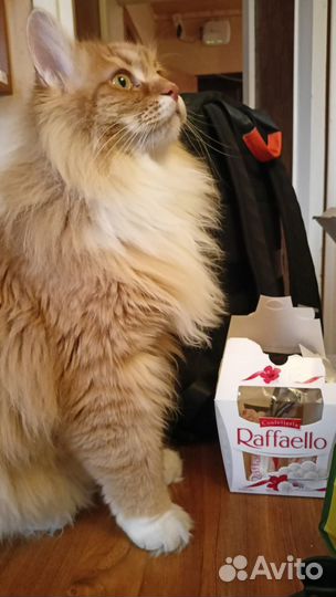 Кот в добрые руки