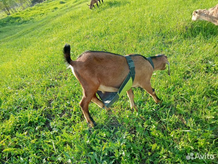 Фартуки для козлов