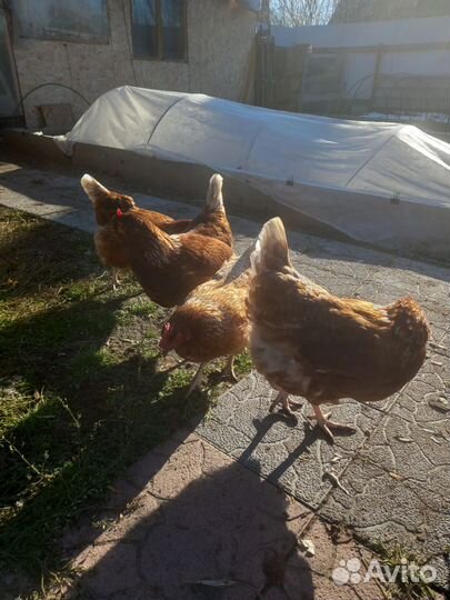 Куры несушки продам