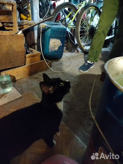 Кошечка 4-5 месяцев в добрый руки