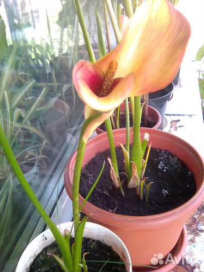 Лилей Каллы и физалис/гибискус и почвопокров,Колеу