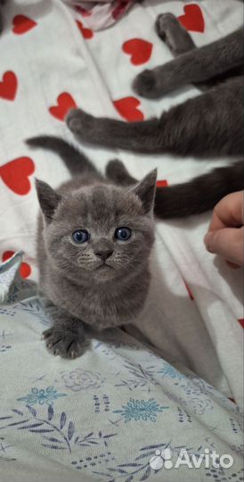 Шотландская